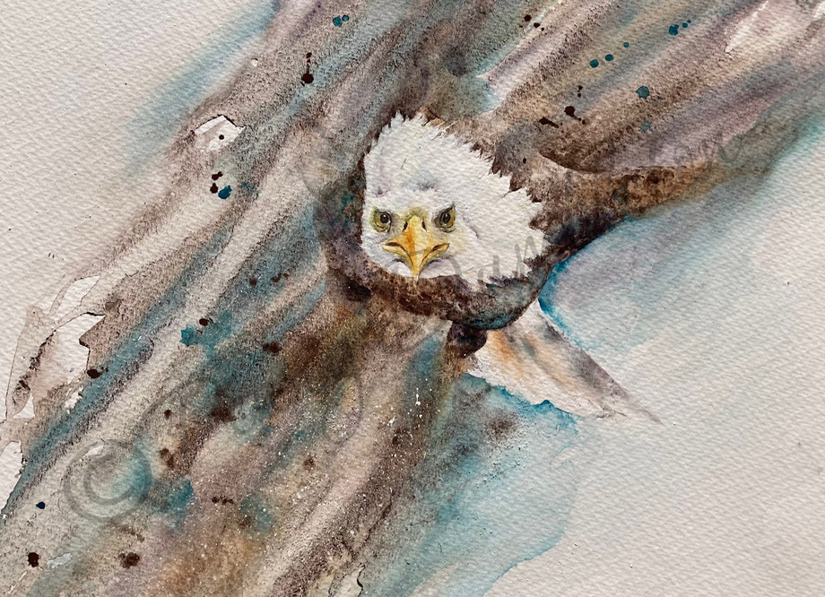 Watercolours by Penny - Hunter