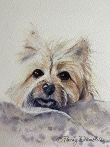Watercolours by Penny - Pet Portraits 24